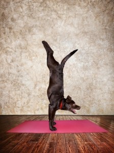 yoga dog_s