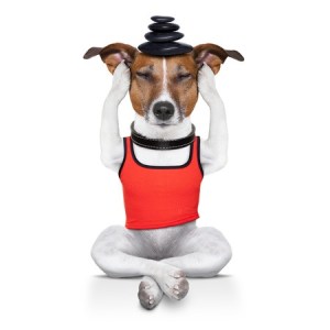 Yoga dog
