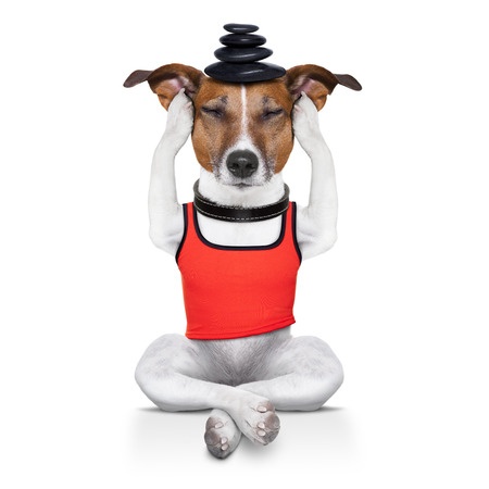 Yoga dog